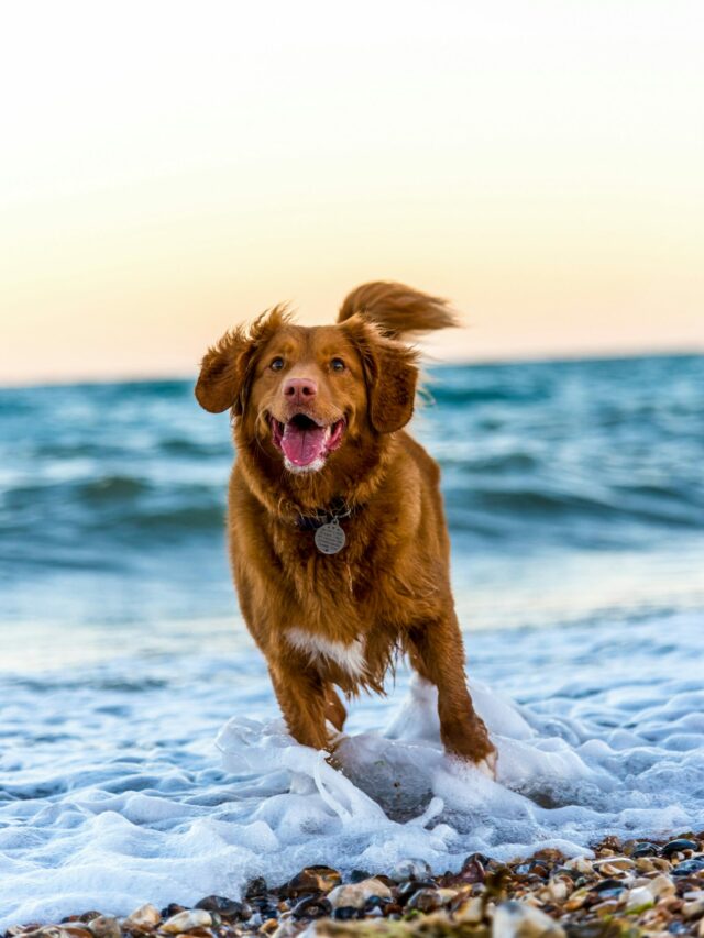 8 Dog Breeds With The Highest IQs According to Science